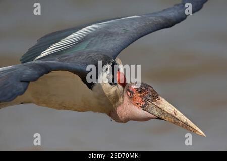 Cigogne de Marabou, Marabou (Leptoptilos crumeniferus), en vol, vue latérale, Ouganda, Lake Albert Banque D'Images