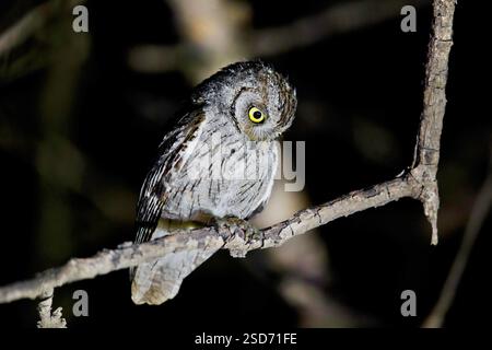 Hibou arabe (Otus pamelae), assis sur une branche la nuit, Oman Banque D'Images