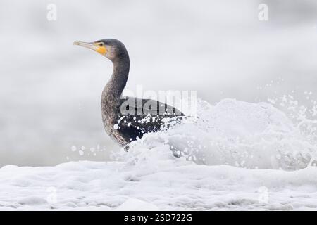 Grand cormoran chinois (Phalacrocorax carbo sinensis, Phalacrocorax sinensis), jeune oiseau debout dans les vagues, Italie, Campanie Banque D'Images