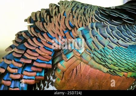 dinde ocellée (Agriocharis ocellata, Meleagris ocellata), plumes, Guatemala, Peten Banque D'Images
