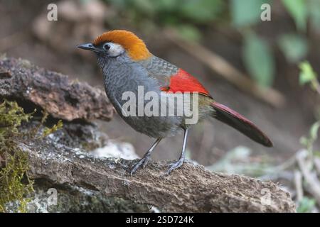 Grive riante à queue rouge, rigolade à queue rouge (Trochalopteron milnei sharpei, Garrulax milnei sharpei), debout sur l'écorce, vue de côté, Chine, Yu Banque D'Images