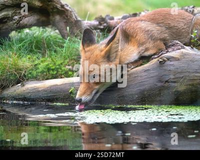 Renard roux européen (Vulpes vulpes crucigera, Vulpes crucigera), boissons d'un ruisseau, pays-Bas Banque D'Images