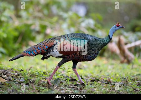 dinde ocellée (Agriocharis ocellata, Meleagris ocellata), marche, vue de côté, Guatemala, Peten Banque D'Images