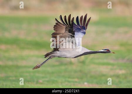 Grue demoiselle (Anthropoides virgo, Grus virgo), en vol, Mongolie Banque D'Images