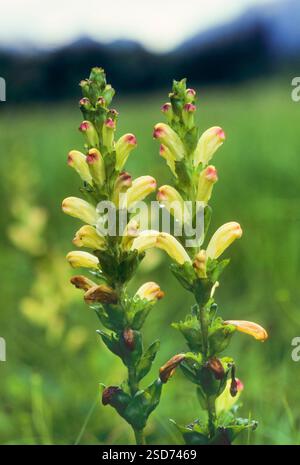 Roi Moor, Moorking, roi Moor Lousewort, roi Charles sceptre (Pedicularis sceptrum-carolinum), floraison, Allemagne Banque D'Images