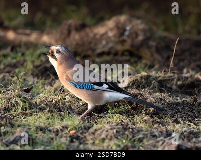 Portrait de jay eurasien [ Garrulus glandarius ] Banque D'Images
