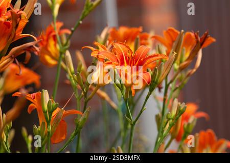 Nénuphar orange (Hemerocallis fulva), nénuphar fauve, nénuphar maïs, nénuphar tigre, nénuphar lys de fossé ou lys du 4 juillet Banque D'Images