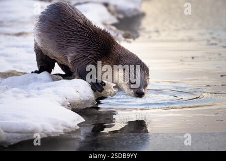 Une loutre de rivière regardant dans les eaux calmes glacées de Flat Creek avant de sauter dedans. National Elk refuge, Wyoming Banque D'Images