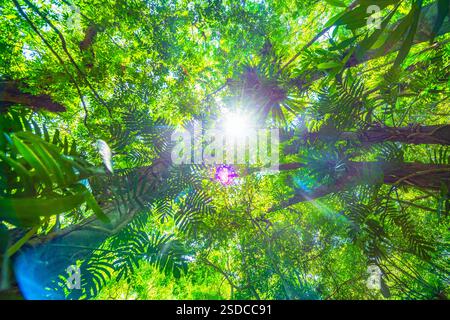 Filtrage de la lumière du soleil à travers la verdure verdoyante forêt tropicale Banque D'Images
