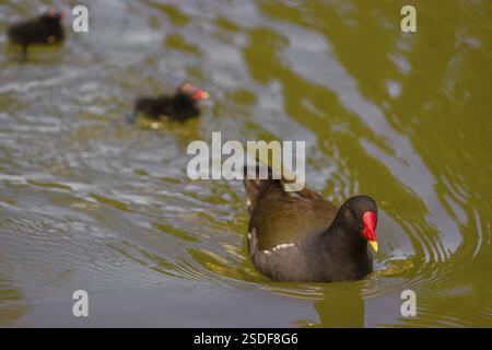 Un moorhen commun adulte (Gallinula chloropus) nage dans un étang, suivi de deux poussins Banque D'Images