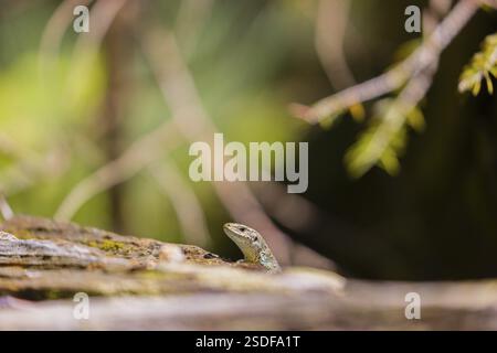 Un lézard vivipare, ou lézard commun, (Zootoca vivipara, anciennement Lacerta vivipara) est assis sur du bois en pourriture, se réchauffant Banque D'Images