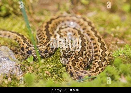 Une vipère de prairie hongroise (Vipera ursinii rakosiensis) repose sur de la mousse Banque D'Images