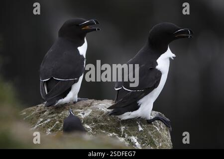 Deux Razorbill (ALCA torda) debout sur une falaise côtière à Latrabjarg, Islande, Europe Banque D'Images