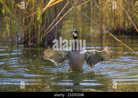 Un colvert mâle ou canard sauvage (Anas platyrhynchos) baigne dans un étang, battant ses ailes Banque D'Images