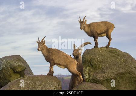 Deux bouillies (Capra bouillie), un mâle et une femelle, se tiennent sur un rocher. Le mâle montre quelques fusillades et renifles sur la femelle Banque D'Images