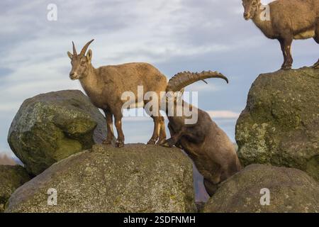 Deux bouillies (Capra bouillie), un mâle et une femelle, se tiennent sur un rocher. Le mâle montre quelques fusillades et renifles sur la femelle Banque D'Images