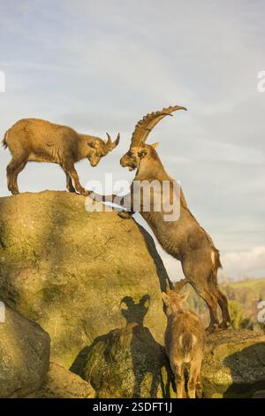 Deux bouillies (Capra bouillie), un mâle et une femelle, jouent sur un rocher à la dernière lumière du jour Banque D'Images