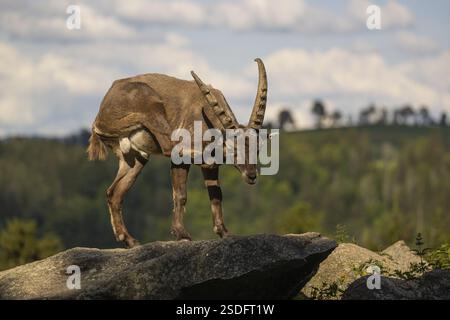 Un bouillon mâle adulte (bouillon Capra) debout au sommet d'une colline, se toilettant lui-même. Une forêt vert vif en arrière-plan Banque D'Images