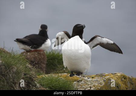 Un Razorbill (ALCA torda) debout sur une falaise côtière à Latrabjarg, Islande. Un macareux en arrière-plan Banque D'Images