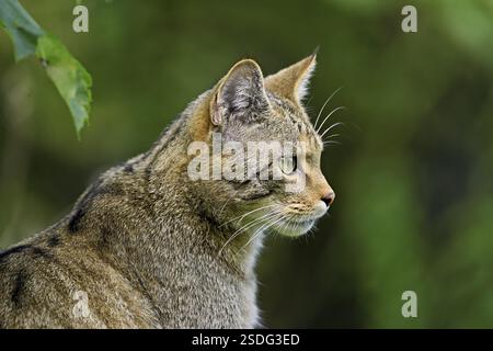 Chat sauvage européen ou chat forestier (Felis silvestris), captif, Suisse, Europe Banque D'Images