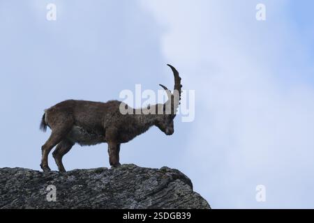Jeune bouillie (bouillie de Capra) debout sur des rochers à 2500 m au niveau de la mer dans le parc national de Hohe Tauern. Silhouette contre le ciel Banque D'Images