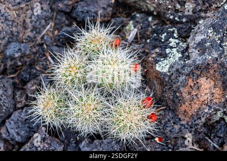 Beautiful cactus growing from the ancient lava flow.at El Malpais National Monument in Grants New Mexico. Banque D'Images