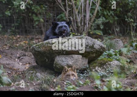 Vie à deux étages. Un renard argenté adulte (Vulpes vulpes) reposant sur le rocher du deuxième étage, son parent le renard roux (Vulpes vulpes) au sous-sol. Le Banque D'Images