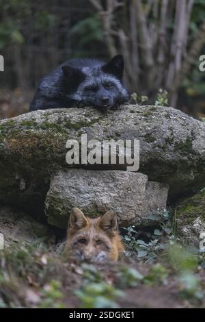 Vie à deux étages. Un renard argenté adulte (Vulpes vulpes) reposant sur le rocher du deuxième étage, son parent le renard roux (Vulpes vulpes) au sous-sol. Le Banque D'Images