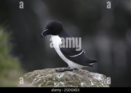 Un Razorbill (ALCA torda) debout sur une falaise côtière à Latrabjarg, Islande, Europe Banque D'Images