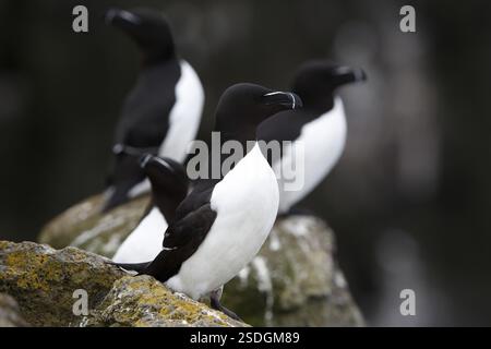 Quatre Razorbill (ALCA torda) debout sur une falaise côtière à Latrabjarg, Islande, Europe Banque D'Images