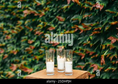Trois bougies blanches allumées dans de grands supports en verre placés sur un support en bois, contre un mur couvert de lierre vert luxuriant. Banque D'Images