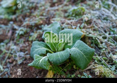 Légumes poussant en hiver Banque D'Images