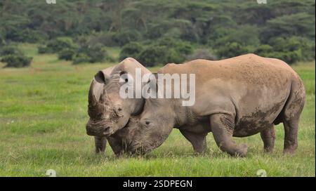 paire de rhinocéros blancs mâles du sud engagés dans des combats de jeu pour affirmer leur domination dans la savane sauvage de la réserve de gibier solio, au kenya Banque D'Images