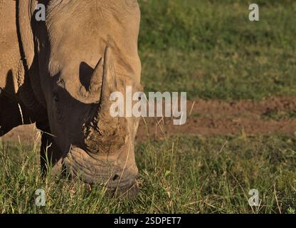 portrait en gros plan de rhinocéros blancs du sud pâturant avec corne mise en évidence dans la réserve sauvage de solio, kenya Banque D'Images