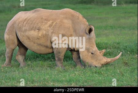 vue latérale d'un seul rhinocéros blanc du sud se nourrissant sur l'herbe dans la réserve sauvage de solio, kenya Banque D'Images
