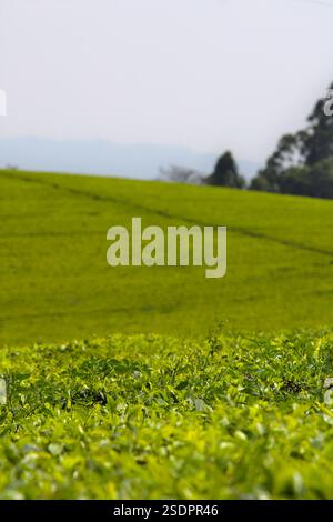 plantation de thé au kiambu kenya avec des buissons et des arbres flous en arrière-plan et des feuilles de thé au premier plan Banque D'Images