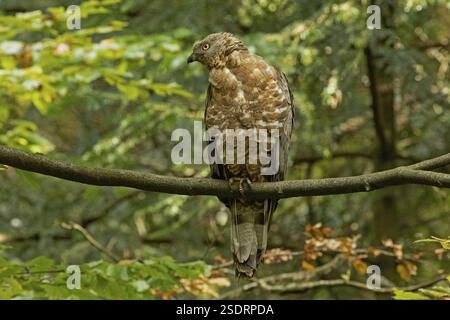 Buzzard de miel assis sur un tronc d'arbre vu de l'avant gauche Banque D'Images