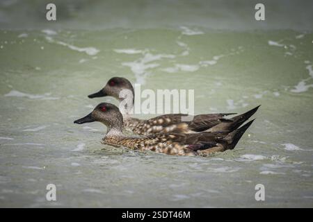 Canards à crête (Anas specularioides) sur l'eau, Pebble Island, Falkland Islands, Grande-Bretagne, Atlantique Sud, Amérique du Sud Banque D'Images