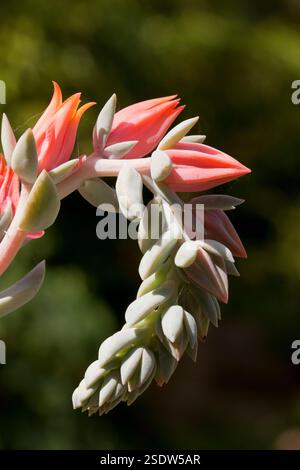 Un Echeveria fleuri Banque D'Images