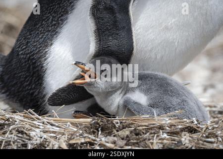 Pingouin Gentoo (Pygoscelis papua), poussin dans un nid, Pebble Island, îles Falkland, Grande-Bretagne, Atlantique Sud, Amérique du Sud Banque D'Images