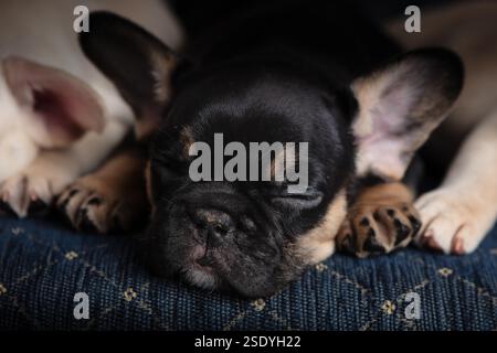 gros plan sur le visage d'un chiot bouledogue français avec l'éviédence des frères et sœurs sur les côtés. Banque D'Images