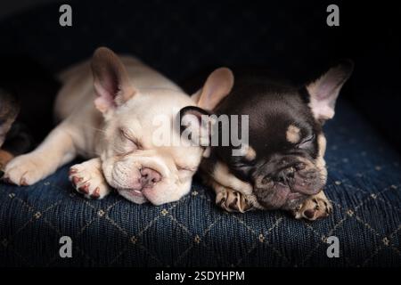 Une paire de chiots bouledogues français dormant et face à l'avant sur Un canapé bleu Banque D'Images