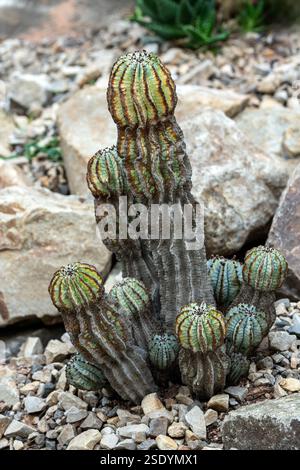 Euphorbia horrida un cactus comme une plante d'arbuste à fleurs communément connu sous le nom de baril de lait africain qui est originaire d'Afrique du Sud, flore image photo stock Banque D'Images