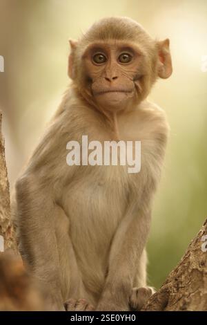 Jeune Rhesus Macque Macaca mulatta assis sur le bois, Sariska Tiger Reserve, Jaipur, Rajasthan, Inde, Asie Banque D'Images