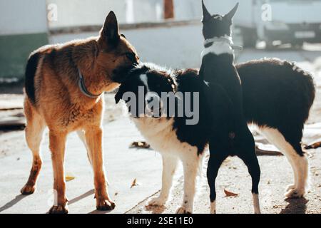 Berger, border collie et petit chien noir et blanc jouant ensemble à la ferme. Heureux chiens de garde. Groupe de chiens adoptés dans un abri canin. Banque D'Images
