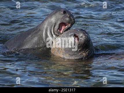 Jeune mâle éléphant de mer du Sud (Mirounga leonina) combattant ludique dans les eaux peu profondes, Bleaker Island, Falkland Islands, Grande-Bretagne, South Atla Banque D'Images