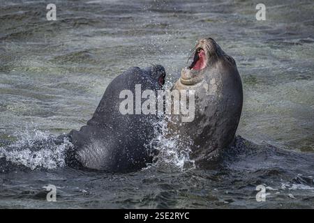 Jeune mâle éléphant de mer du Sud (Mirounga leonina) combattant ludique dans les eaux peu profondes, Bleaker Island, Falkland Islands, Grande-Bretagne, South Atla Banque D'Images