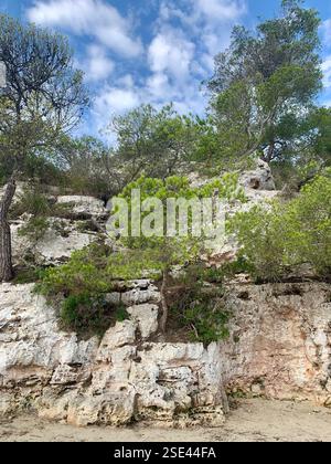 Arbres de Menorque poussant hors des falaises côtières sur la plage Banque D'Images