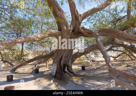 L'arbre de vie (approx. de 1582) au milieu du désert arabe à Bahreïn Banque D'Images