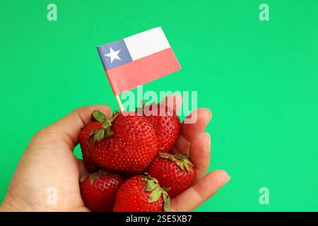 Main tenant une poignée de fraises avec drapeau chilien Banque D'Images